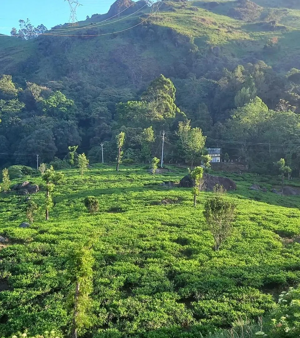 Tea Dale - All Rooms With Tea Estate View Munnar